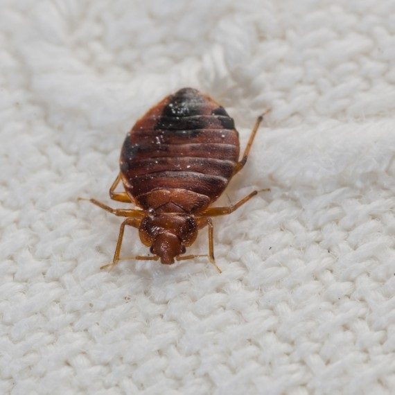 Bed Bugs, Pest Control in Mill Hill, NW7. Call Now! 020 8166 9746
