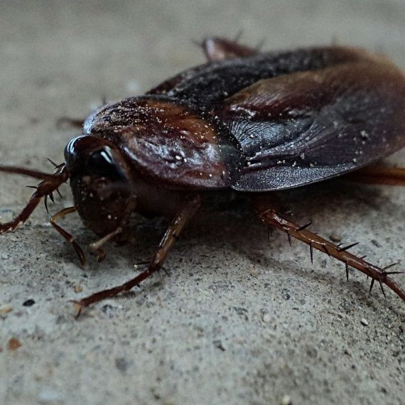 Cockroaches, Pest Control in Mill Hill, NW7. Call Now! 020 8166 9746