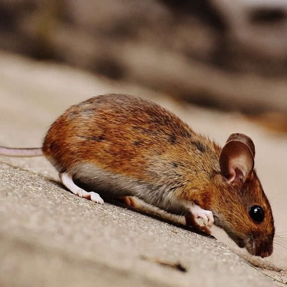 Mice, Pest Control in Mill Hill, NW7. Call Now! 020 8166 9746