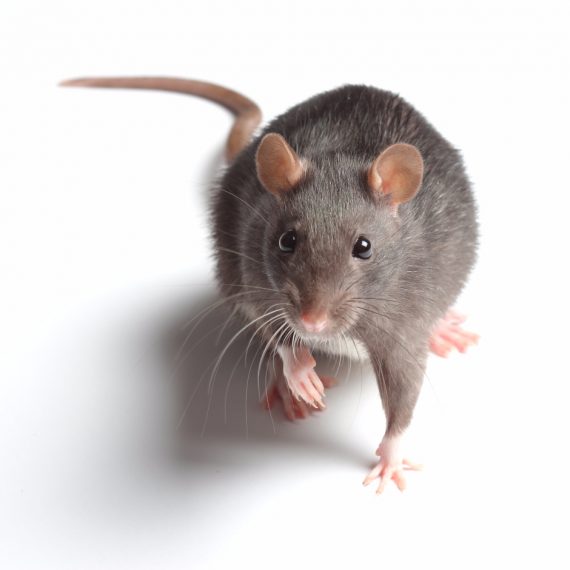 Rats, Pest Control in Mill Hill, NW7. Call Now! 020 8166 9746