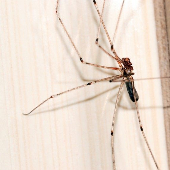 Spiders, Pest Control in Mill Hill, NW7. Call Now! 020 8166 9746