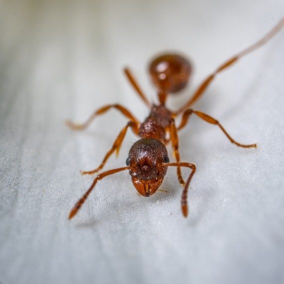 Field Ants, Pest Control in Mill Hill, NW7. Call Now! 020 8166 9746