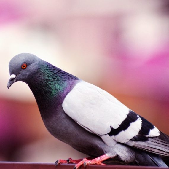 Birds, Pest Control in Mill Hill, NW7. Call Now! 020 8166 9746