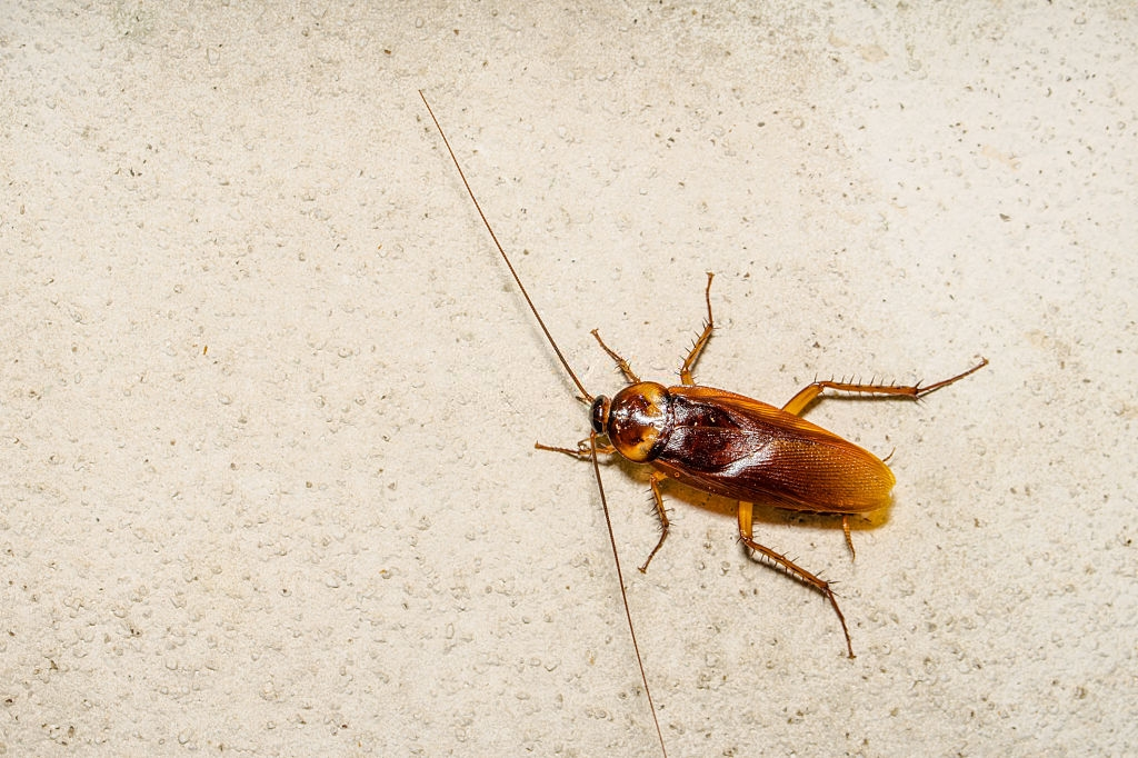 Cockroach Control, Pest Control in Mill Hill, NW7. Call Now 020 8166 9746