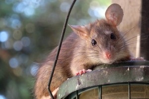 Rat extermination, Pest Control in Mill Hill, NW7. Call Now 020 8166 9746