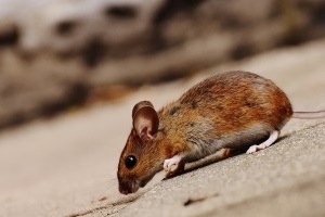 Mice Exterminator, Pest Control in Mill Hill, NW7. Call Now 020 8166 9746