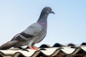 Pigeon Pest, Pest Control in Mill Hill, NW7. Call Now 020 8166 9746