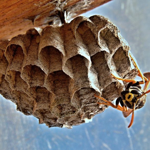Wasps Nest, Pest Control in Mill Hill, NW7. Call Now! 020 8166 9746